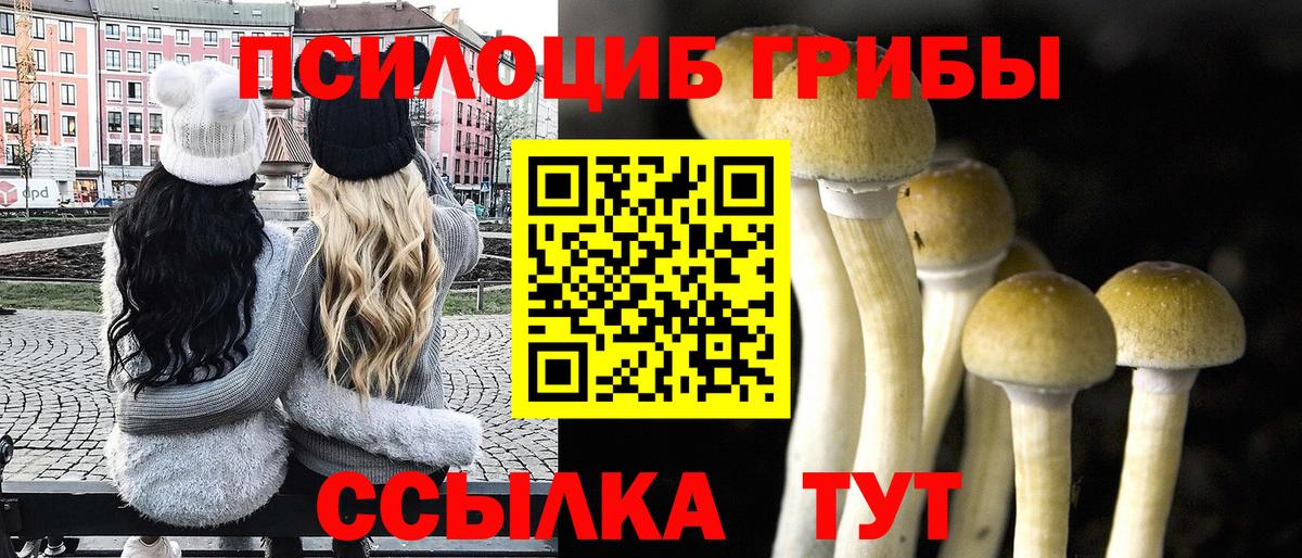 Галлюциногенные грибы Psilocybe Полысаево